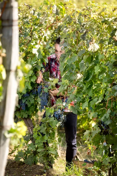 Hombre recogiendo uvas —  Fotos de Stock