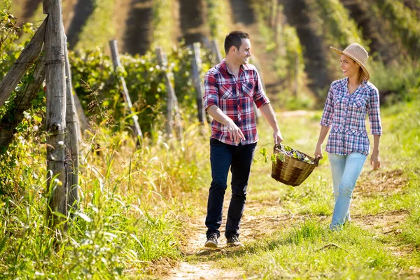 Happy couple in huge vineyard — Stock Photo, Image