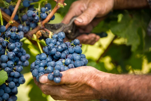 Cosecha de uvas — Foto de Stock