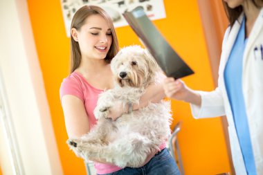 Okuma röntgen hasta Malta köpek veteriner Kliniği