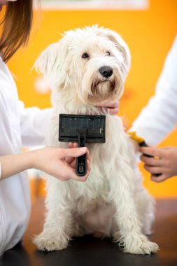 Brushing Maltese dog in vet clinic clipart