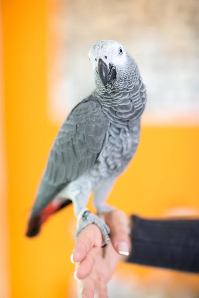 Porträt des afrikanischen Graupapageien — Stockfoto