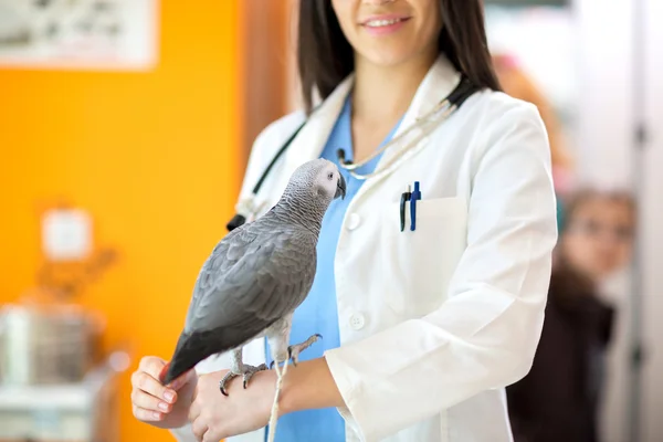 Médico veterinario con paciente en la clínica — Foto de Stock