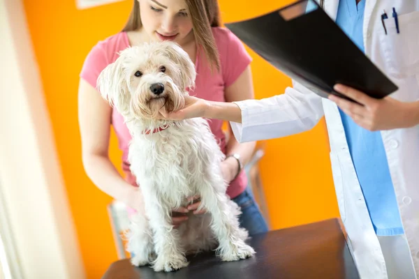 Onderzoek van zieke Maltese hond in beroepsonderwijs en-opleiding kliniek — Stockfoto