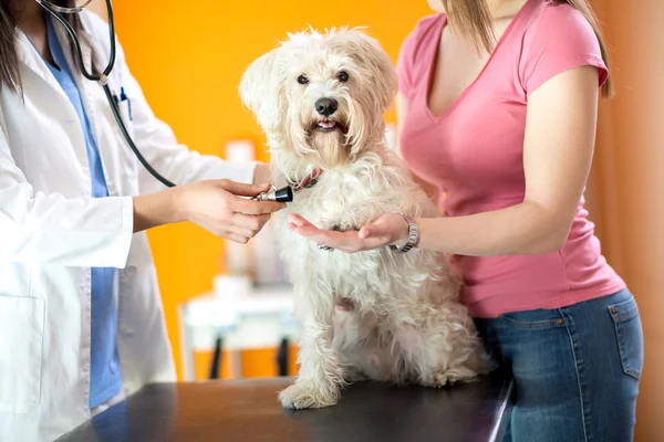 Verificação da respiração do cão maltês na clínica veterinária — Fotografia de Stock