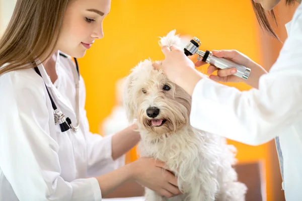 Ohrenuntersuchung des maltesischen Hundes in Tierklinik — Stockfoto