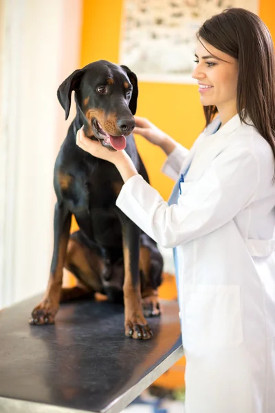 Great Done dog with veterinarian at vet ambulant — Stock Photo, Image