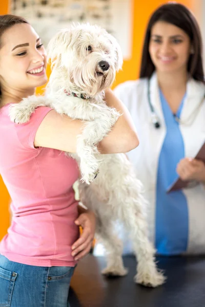 Menina feliz e cão maltês na clínica veterinária — Fotografia de Stock