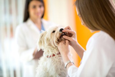 Bir veteriner kliniğinde Malta köpek dişleri kontrol