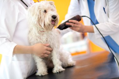 Saç parçası kırparak ve Malta hazırlanıyor veterinerler fo köpek