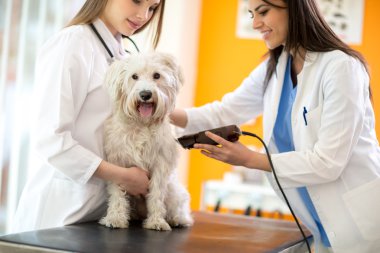 Saç parçası tıraş ve Malta köpek için hazırlanıyor veterinerler