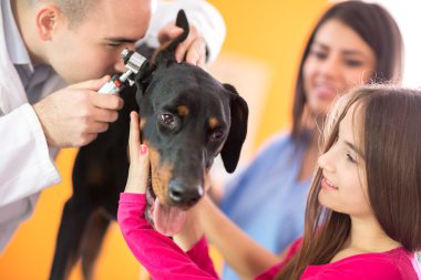 Büyük yapılan köpek veteriner revirde işitme muayenesi