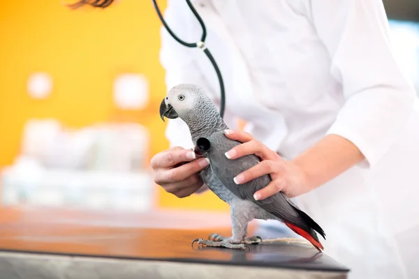 Exame médico de papagaio doente na clínica veterinária — Fotografia de Stock
