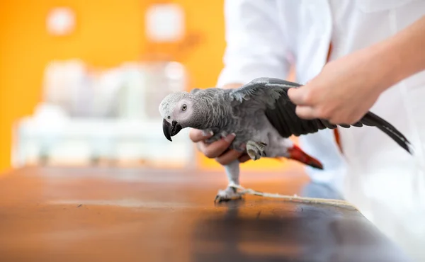 Onderzoek en de diagnose van Afrikaanse Grijze Papegaai in beroepsonderwijs en-opleiding infirmar — Stockfoto