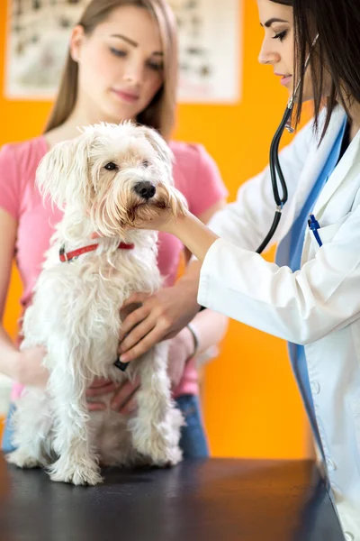 Veterinarian listens sick dog with stethoscope — Stock Photo, Image