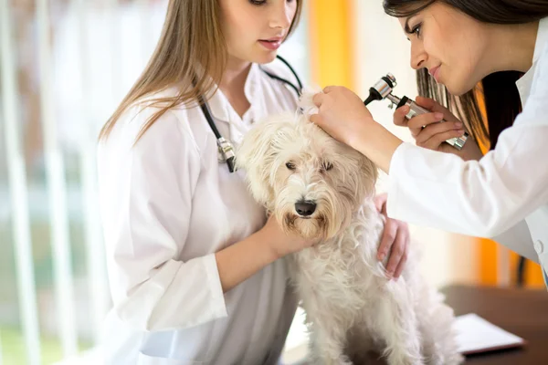 Veterinarios examinando el oído maltés en la clínica veterinaria —  Fotos de Stock