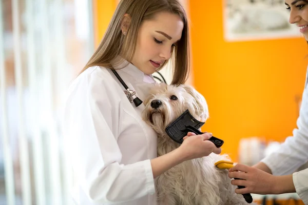 Zorg en verzorgende Maltese hond borstelen hem in beroepsonderwijs en-opleiding kliniek — Stockfoto