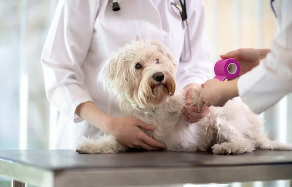 Anjing Malta dengan kaki patah di dokter hewan. — Stok Foto