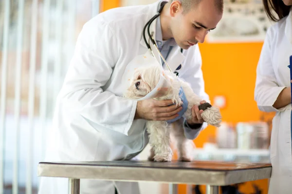 Ветеринар завязывает повязку на травмированной лапе пекинеса — стоковое фото