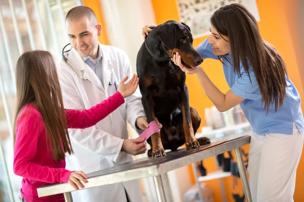 Bandaging leg of Great Done dog and comforting him in vet infirm — Stock Photo, Image