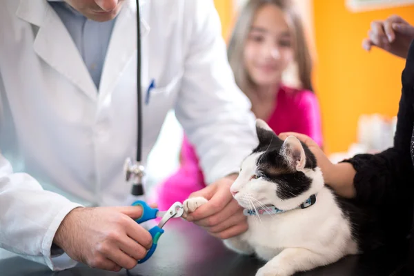 Professionelles Klauenschneiden in Tierklinik — Stockfoto