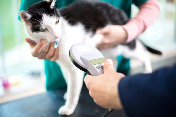 Identifying cat with microchip device — Stock Photo, Image