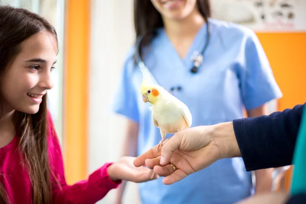 Ragazza ha portato il suo cockatiel al veterinario — Foto Stock