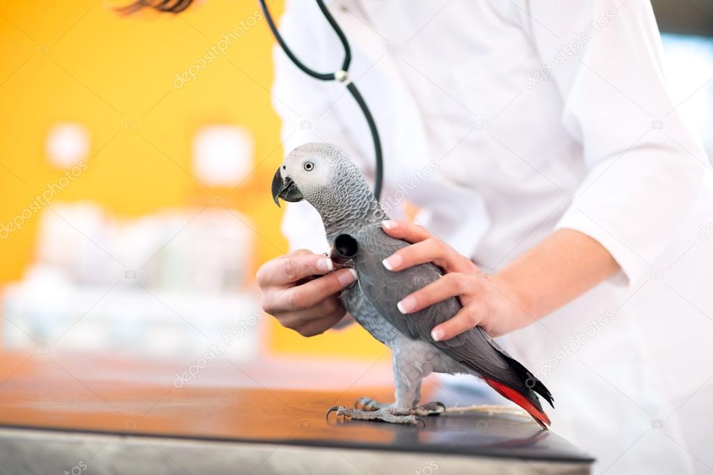 Examen médico de loro enfermo en clínica veterinaria fotografía de
