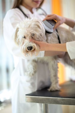 Malta köpek üzerinde kontrol mikroçip implant