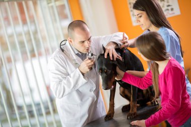 Büyük yapılan köpek kulak muayene veteriner Kliniği