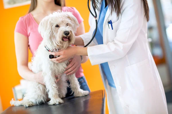 Veterinarian checking up white dog with stethoscope