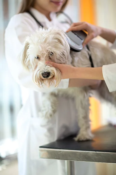 Verificando implante de microchip em cão maltês — Fotografia de Stock