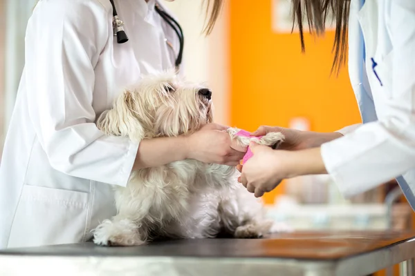 Bandaging hurt paw of Maltese dog — Stock Photo, Image