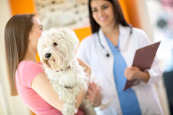Cão maltês em exame na clínica veterinária — Fotografia de Stock