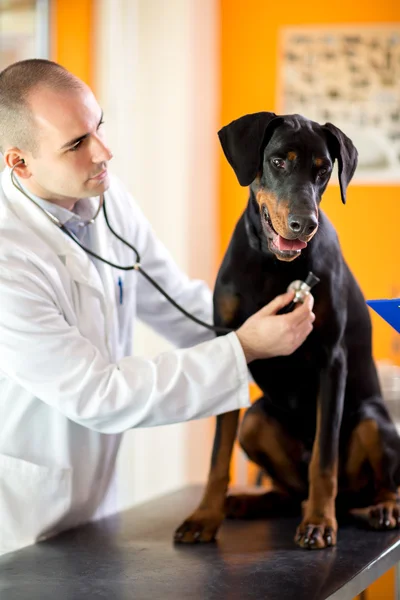 Dierenarts luisteren ademhaling van grote gedaan hond in beroepsonderwijs en-opleiding kliniek — Stockfoto