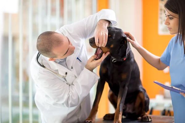 Munduntersuchung des großen Hundes in Tierklinik — Stockfoto