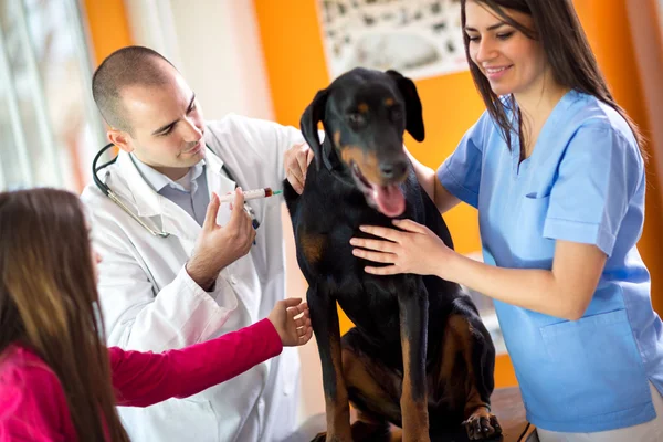 Veterinarians menyembuhkan Great Done anjing di klinik dokter hewan — Stok Foto