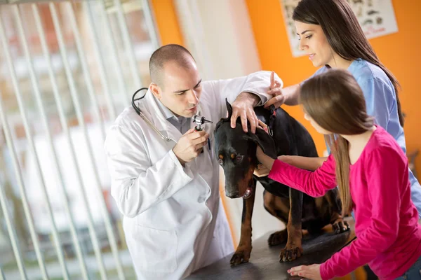 Onderzoek van het oor van grote gedaan hond in beroepsonderwijs en-opleiding kliniek — Stockfoto