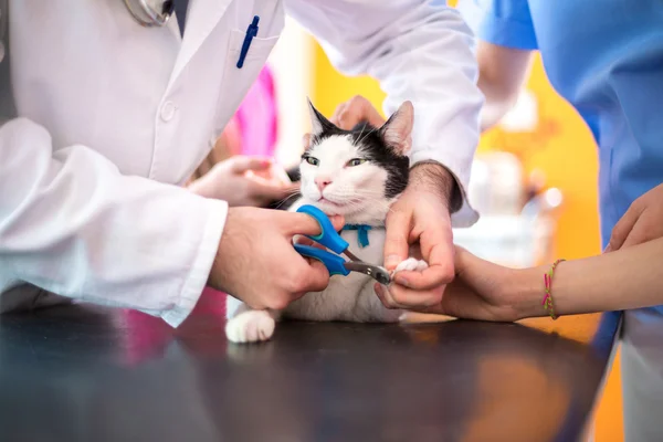 Beschneiden von Katzenkrallen durch Tierarzt — Stockfoto