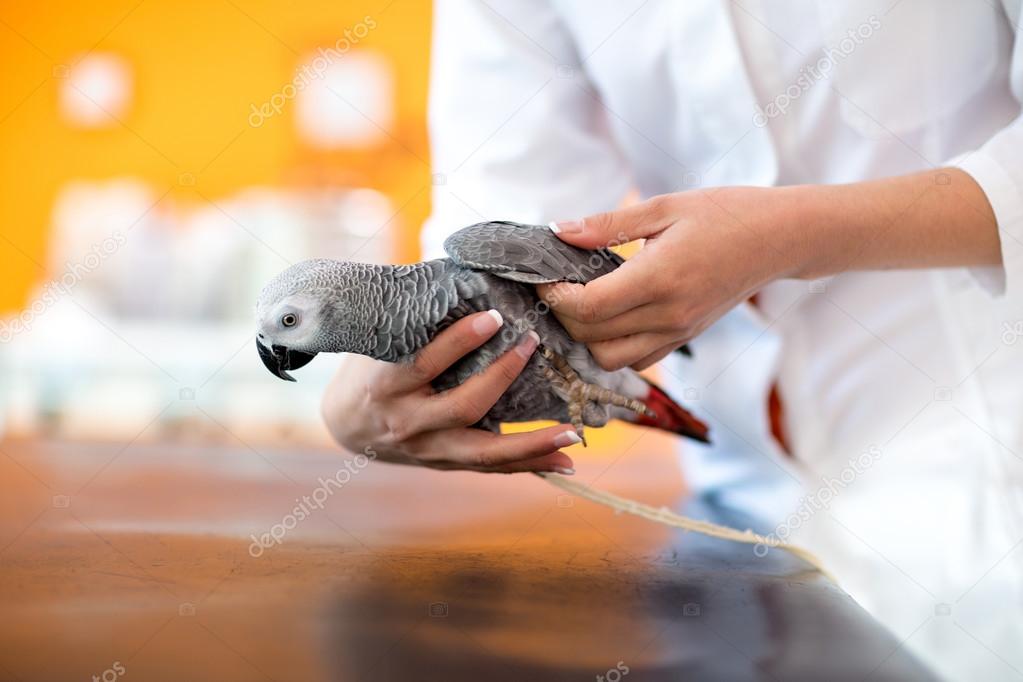 Examination of African gray parrot in vet infirmary