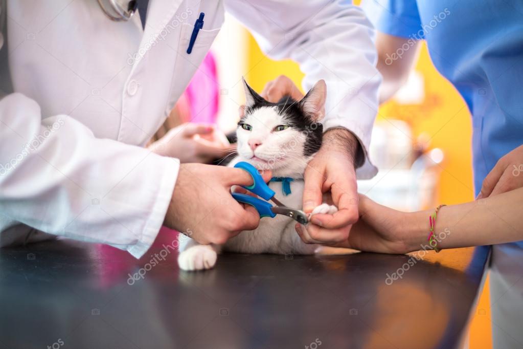 Trimming claws of cat by veterinarian
