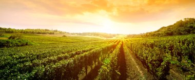 vineyard peyzaj