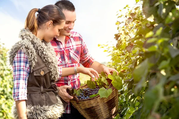 Coppia in vigna con cesto di vimini — Foto Stock