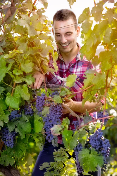 Man harvesting grapes — Stock Photo, Image