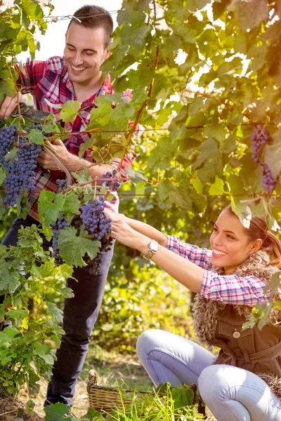 Coppia operaia vendemmia in vigna — Foto Stock