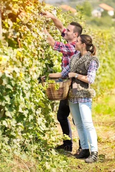 Młoda para zbieranie winogron w winnicy — Zdjęcie stockowe