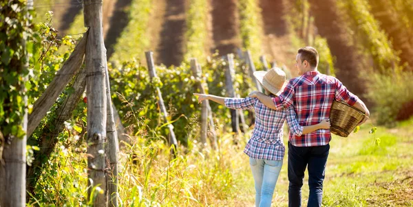 Couple marchant entre des rangées de vignes — Photo