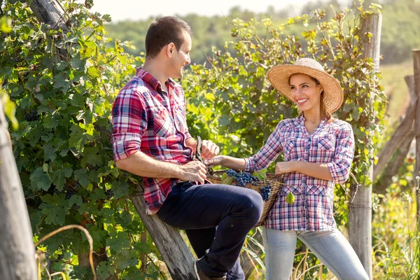 Young couple during the grape harvest — Stock Photo, Image