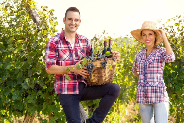 Winegrowers standing in vine rows — Stock Photo, Image
