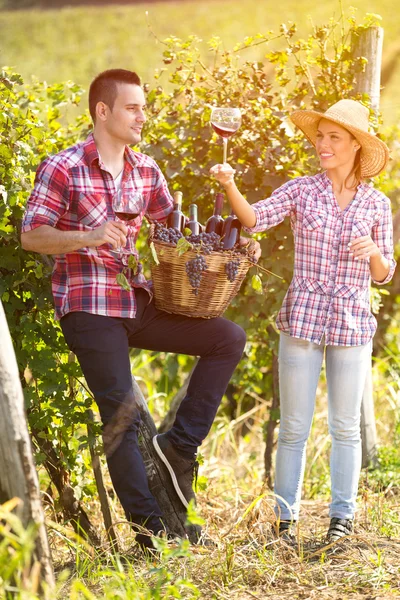 Par njuter i vin medan skörd — Stockfoto